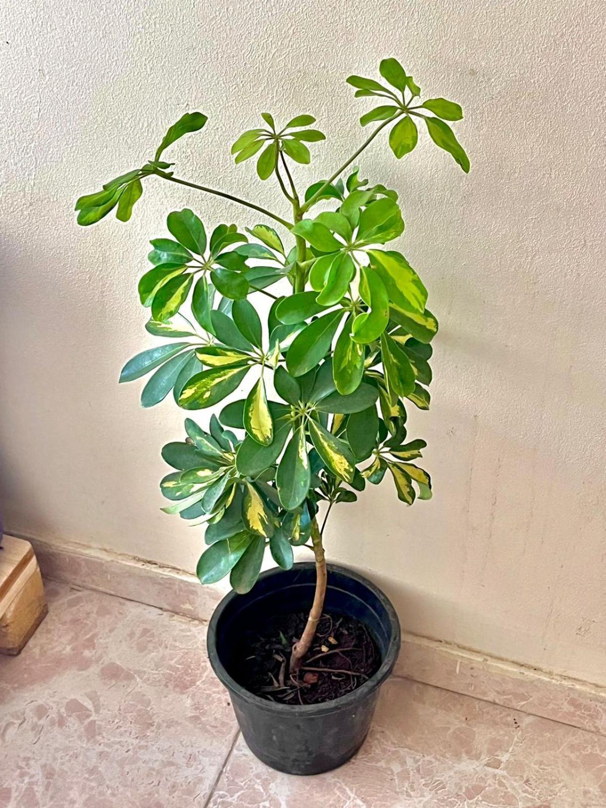 Taher Cairo Hostel 외부 사진